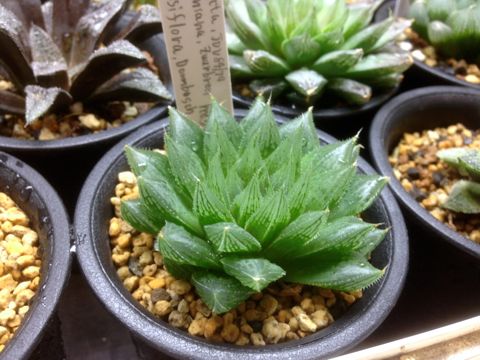 ハオルチアhyb.　2